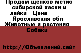 Продам щенков метис сибирской хаски и лайки › Цена ­ 5 000 - Ярославская обл. Животные и растения » Собаки   